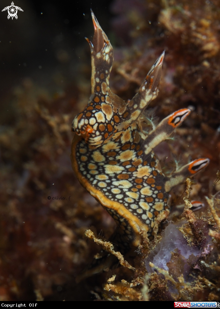 A Bornella
