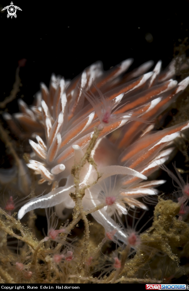 A Fjordia lineata 