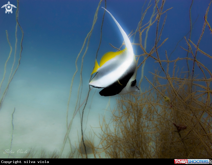 A Pennant coralfish