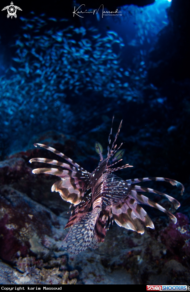 A Lion Fish