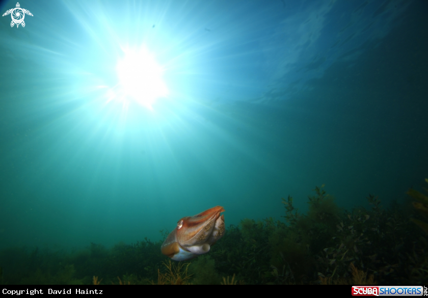 A Cuttlefish