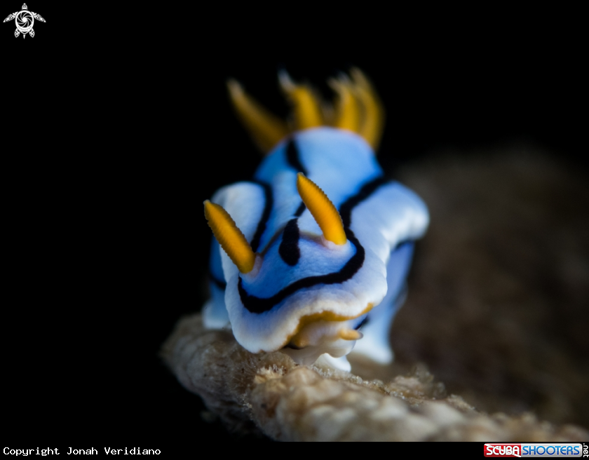 A Nudibranch