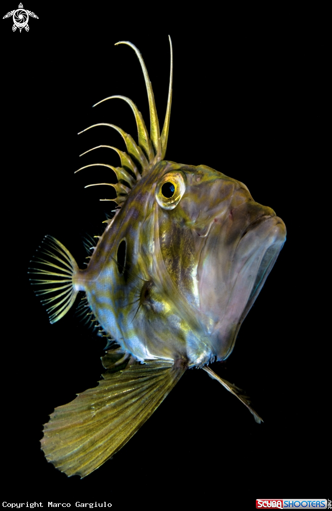 A Mediterranean Beauty