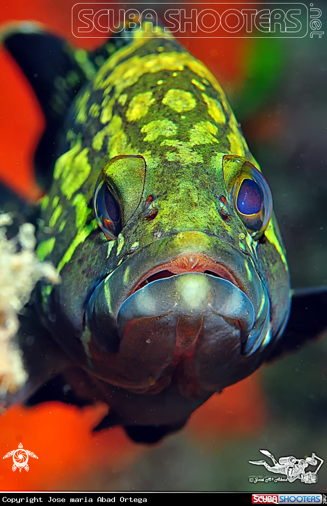 A underwater creature