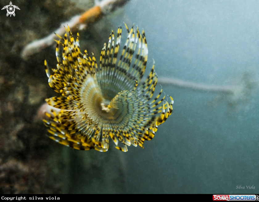 A Mediterranean fanworm
