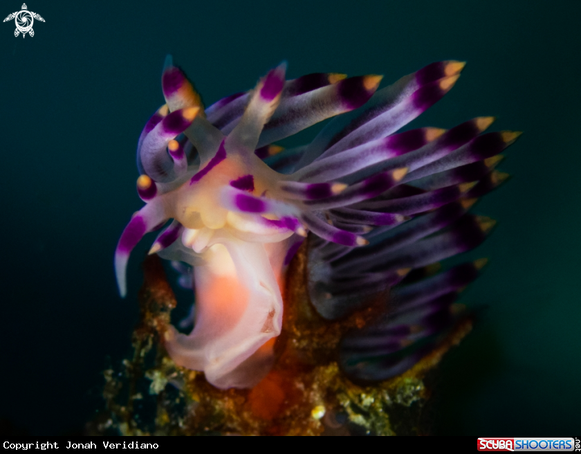 A Nudibranch