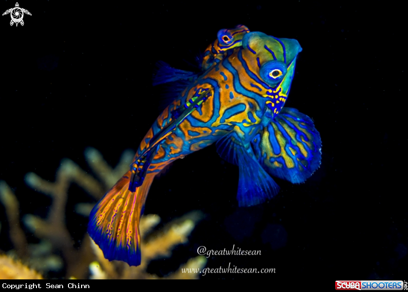 A Mandarin Fish