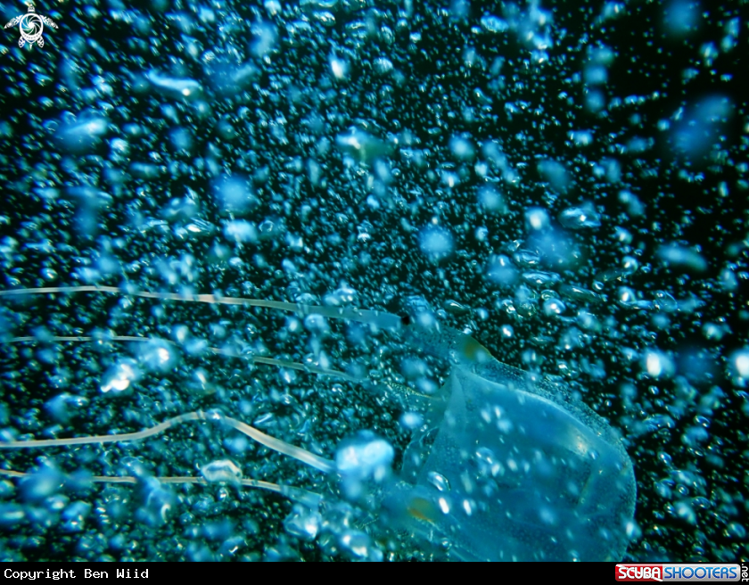 A Box Jelly