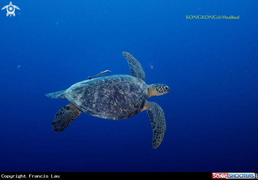 A Turtle