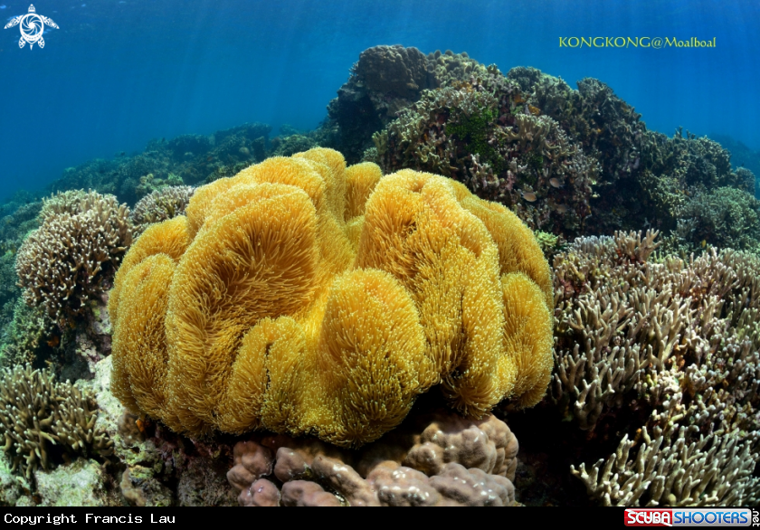 A Coral Reef