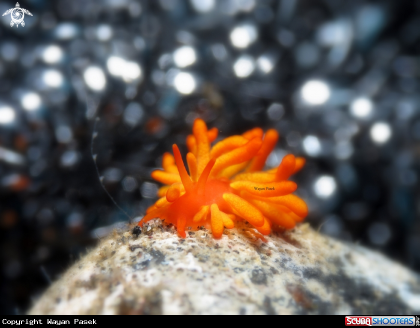 A Phestilla Melanobranchia