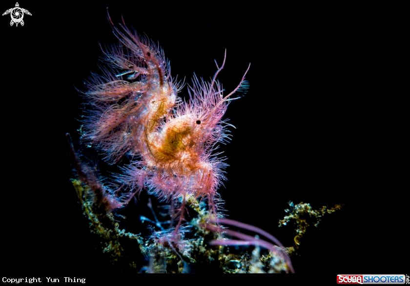 A Shrimp