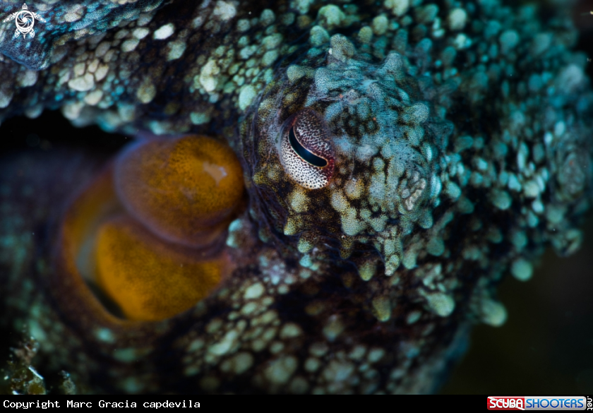 A Octopus