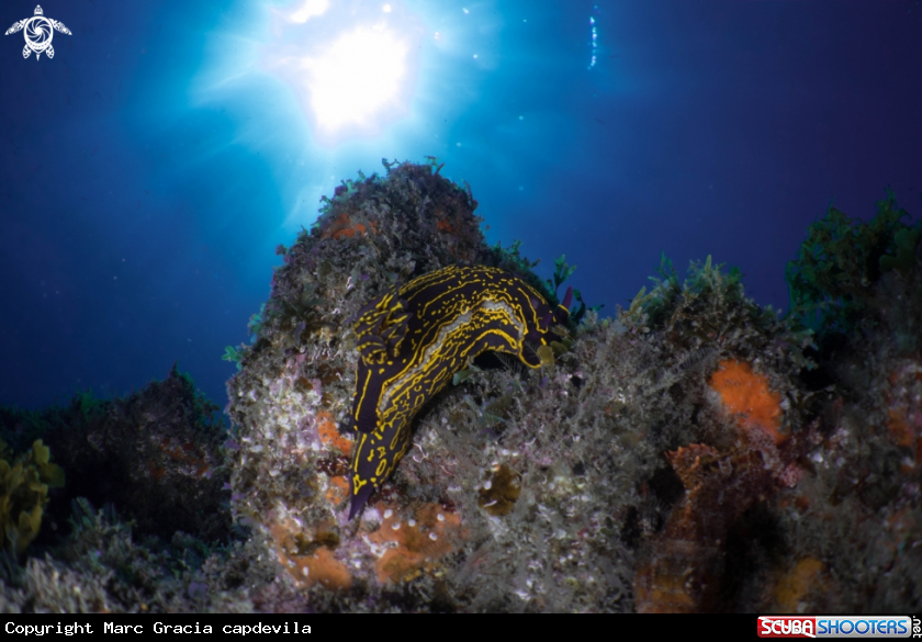 A nudibranch