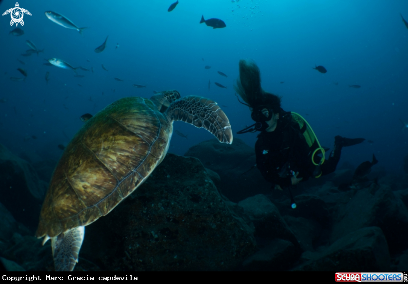 A turtle