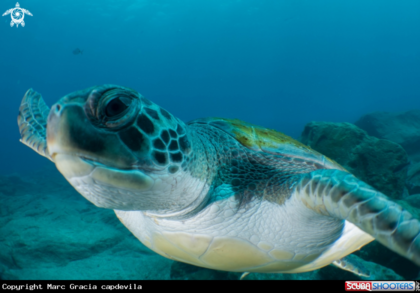 A green turtle