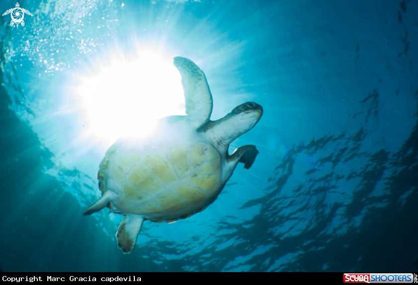A green turtle