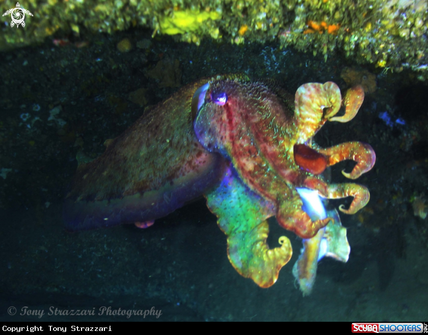 A Giant Cuttle