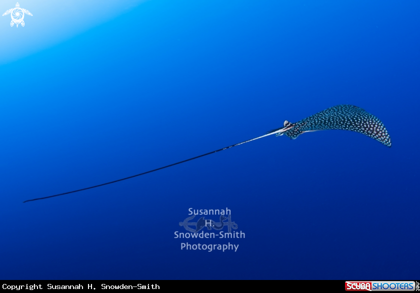 A Spotted Eagle Ray