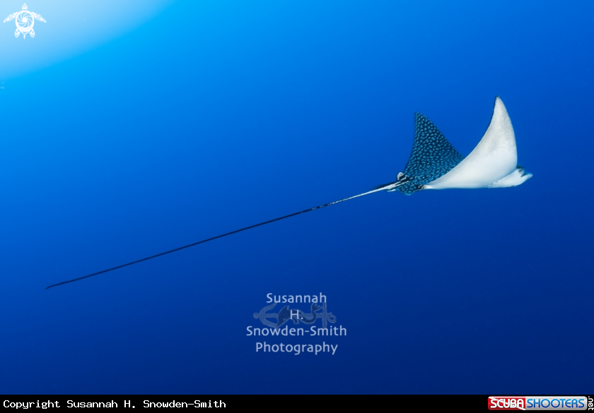 A Spotted Eagle Ray