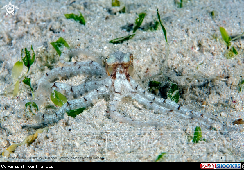 A Longarm Octopus