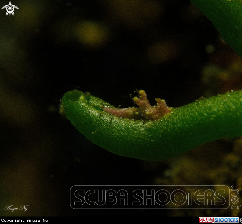 A Ceratosoma 