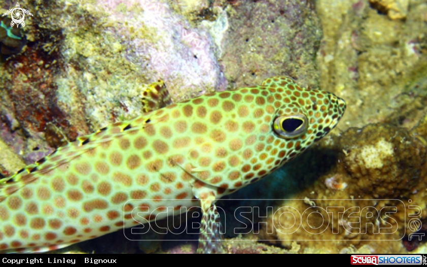 A Honeycomb Grouper juvenile -Vieille Grise