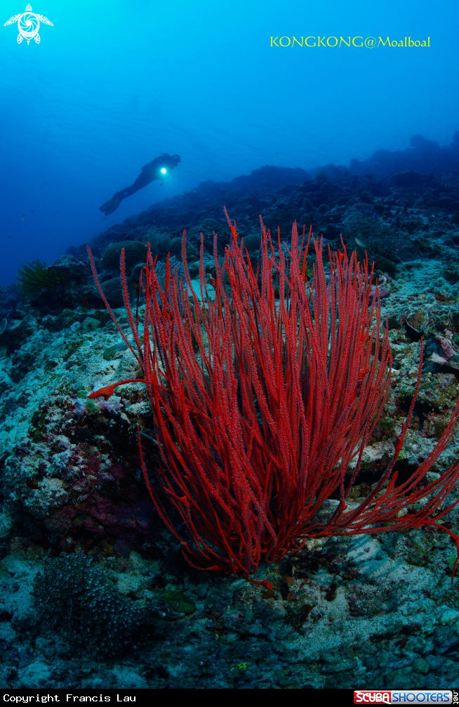 A Whip coral