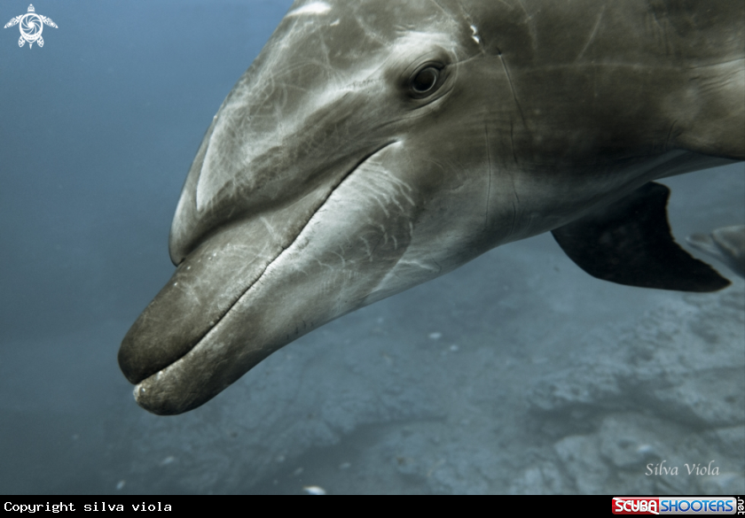 A Bottlenose Dolphin