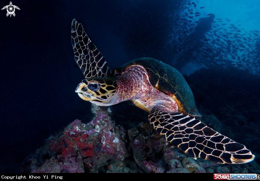 A turtle