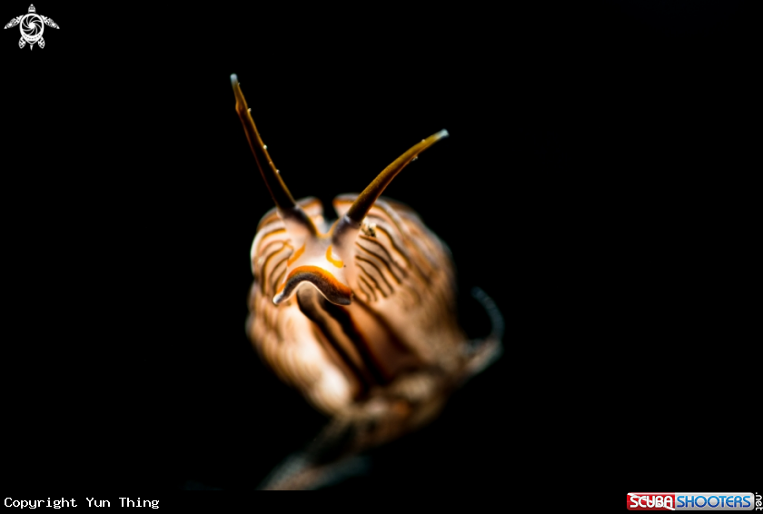 A Nudibranch