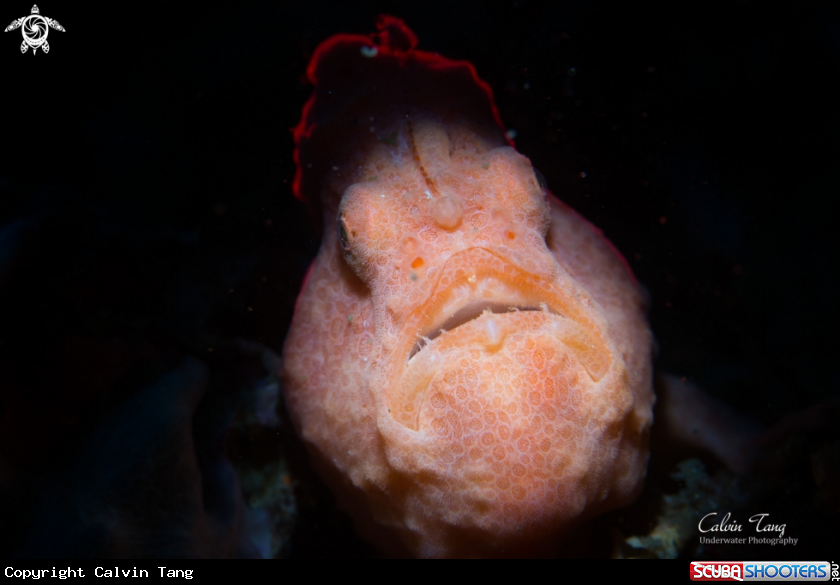 A Frogfish