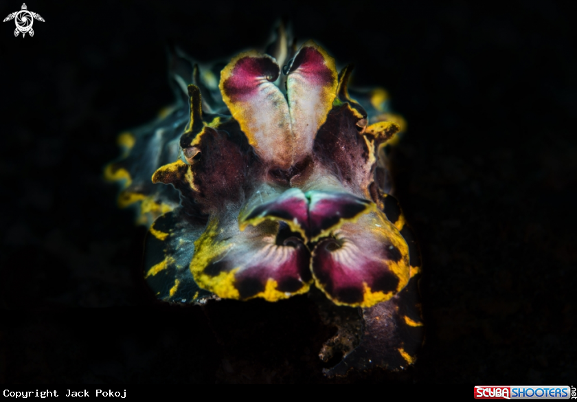 A Flamboyant cuttlefish