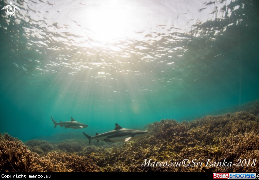 A Freediving  with the shark
