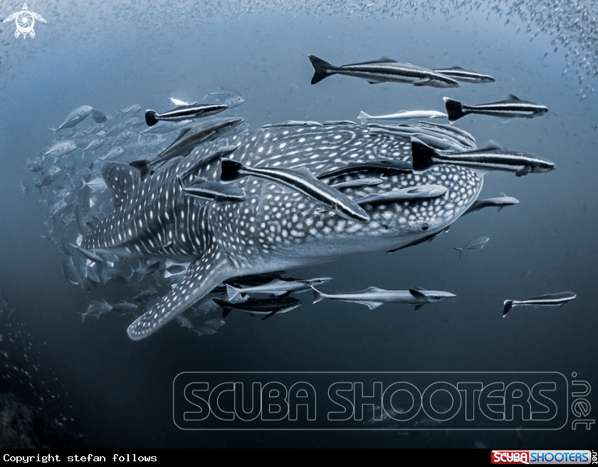 A Whale Shark