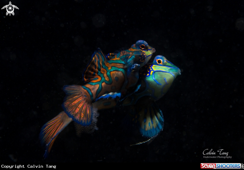 A Mandarin fish