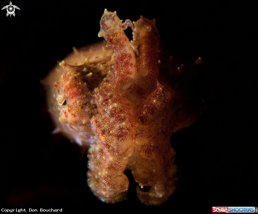 A Pygmy Cuttlefish
