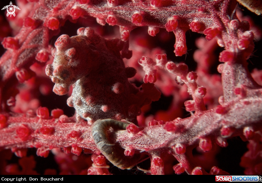 A Pygmy Seahorse