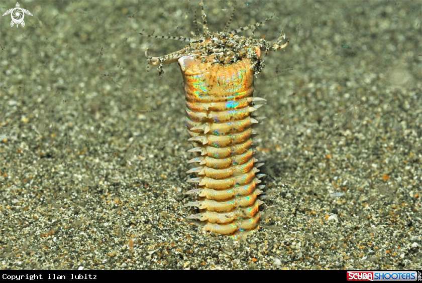 A  dreaded Bobbit worm 