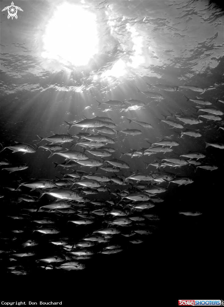 A Jackfish