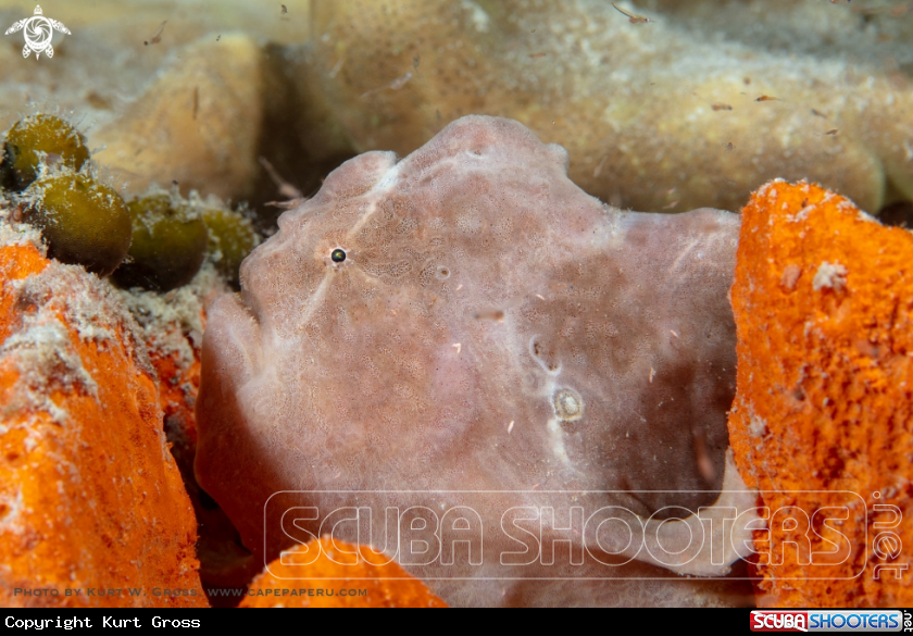 A Frog fish
