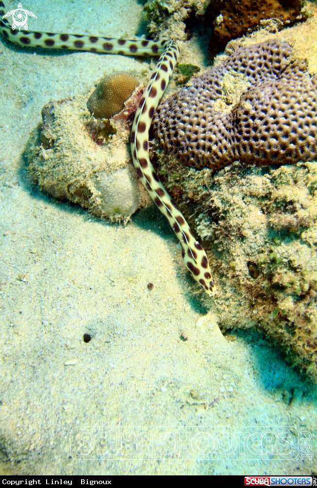 A Occelated eel (Snake eel)