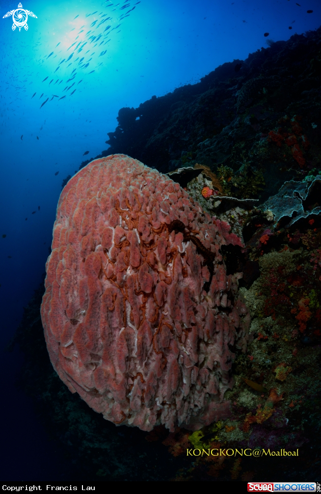 A Coral