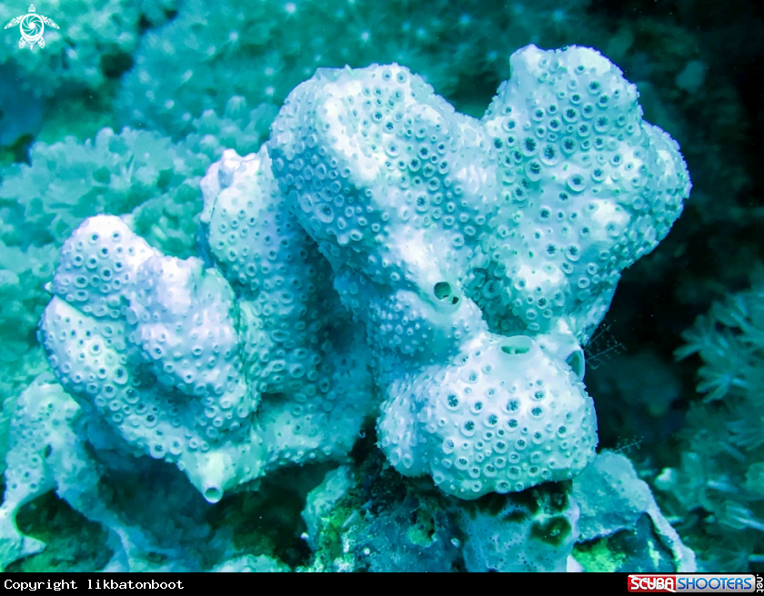 A porifera