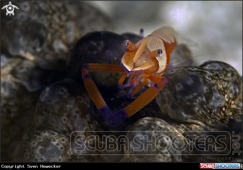 A Emperor shrimp