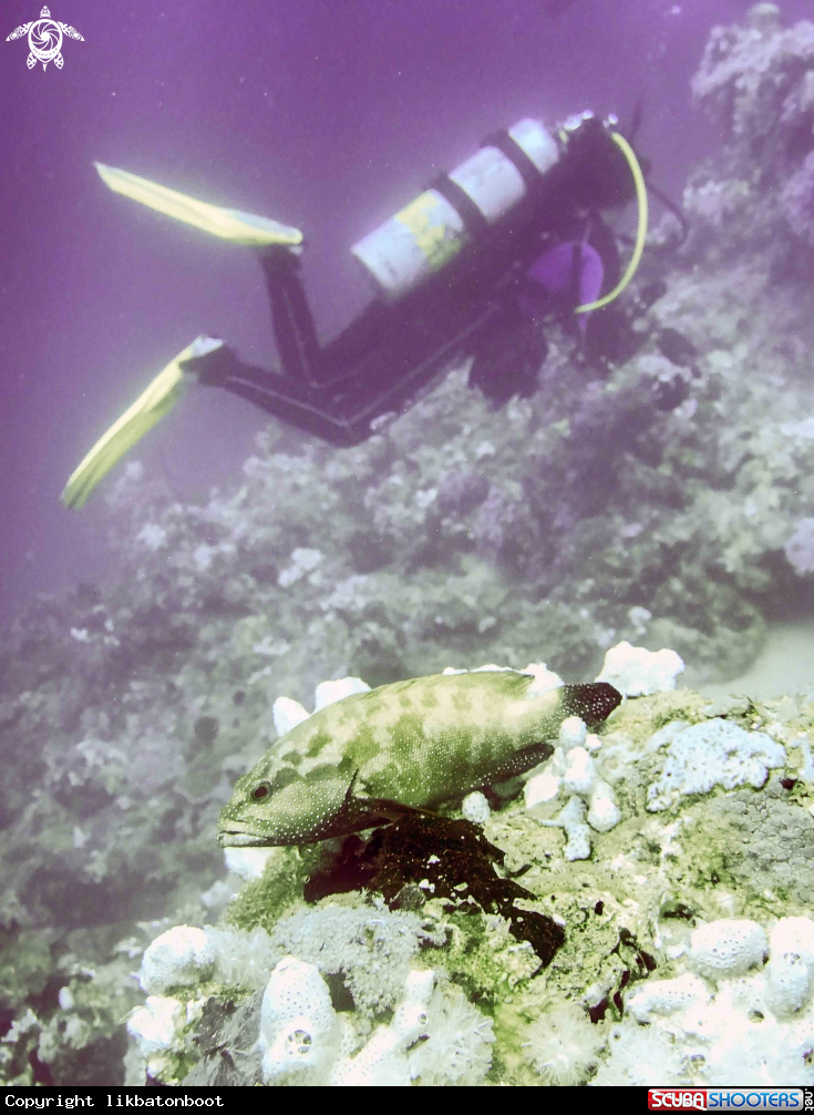 A grouperfish