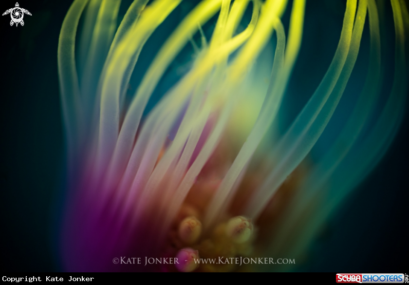 A Tubular Hydroid