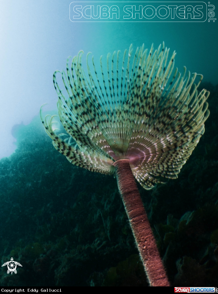 A Cerianthus membranaceus 