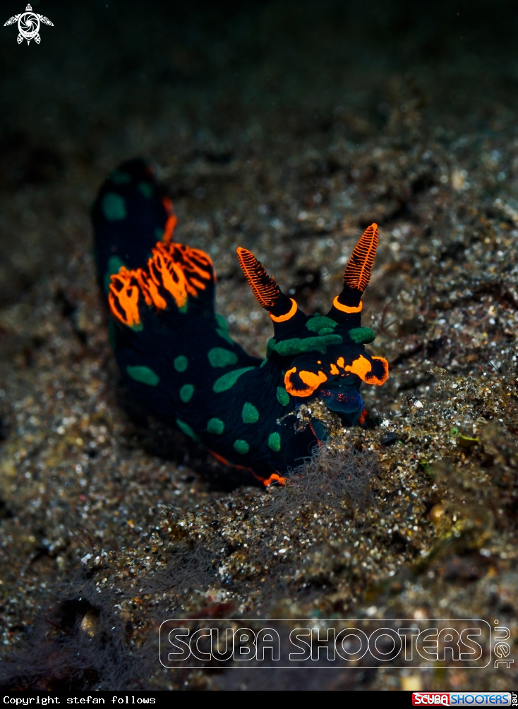 A Nudibranch 