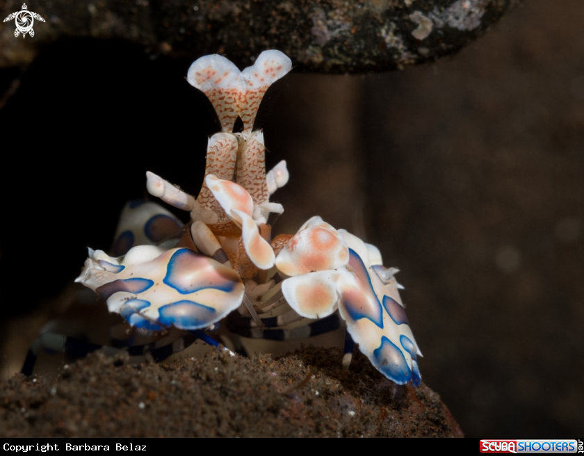 A harlequin shrimp